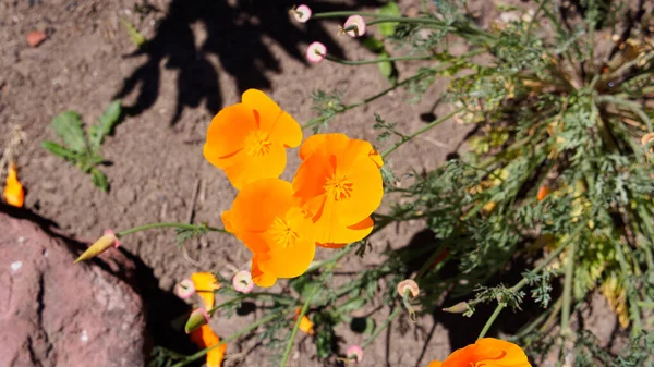 Bright Californa Poppies Bright Flora Blossoms Beautiful Flower California — Foto de Stock