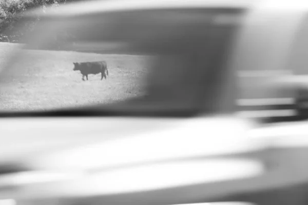 Black cow through truck window