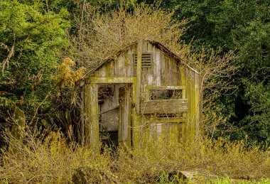 Rustic country shed overgrown with wild plants in a rural area