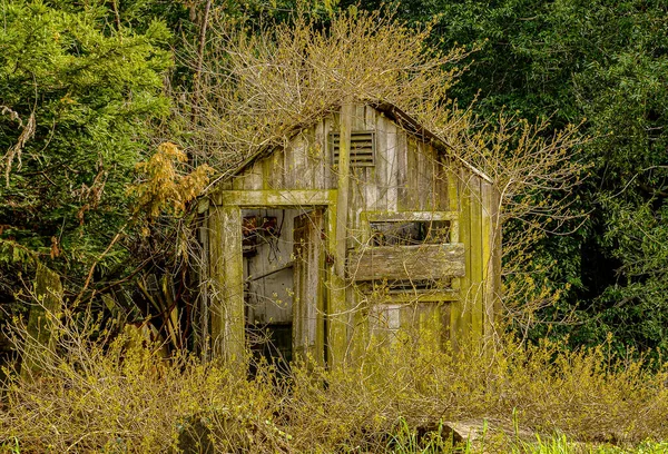 Rustic Country Shed Overgrown Wild Plants Rural Area — Fotografia de Stock