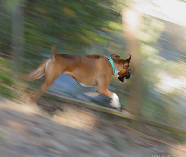 Боксерський Собака Біжить Швидко Вниз Пагорбі Показаному Розмитому Тлі — стокове фото