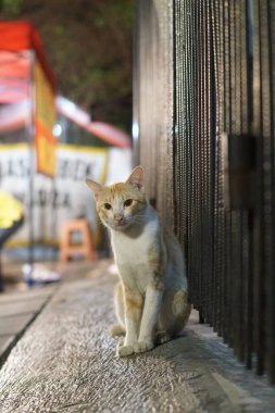 Evin önünde oturan sevimli kedi.