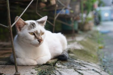 Soğuk araba kedi yavrusu hamile beyaz doku