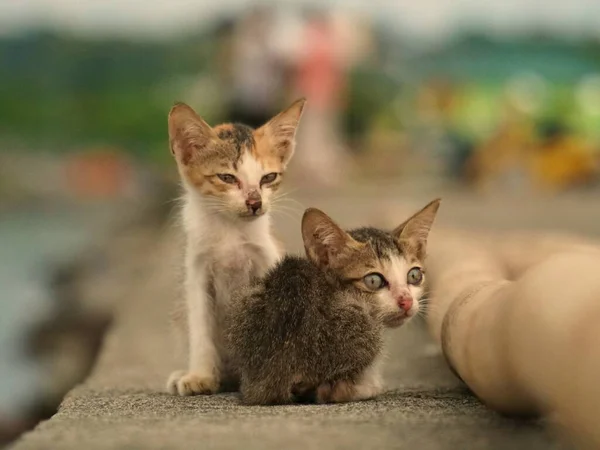 Zwei Süße Kätzchen Geschwister — Stockfoto