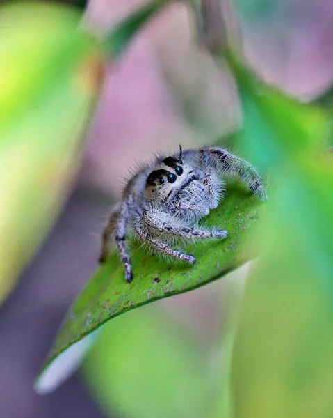 Jumping Spider Jaagt Een Ander Onrecht Eten — Stockfoto
