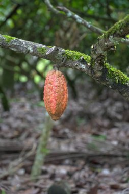 Theobroma kakaosu (ayrıca kakao olarak da bilinir), yenilebilir tohumları için yetişen tropikal ebediyet ağacı (Malvaceae ailesi).