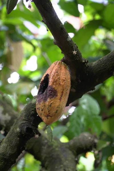Theobroma Cacao Also Called Cocoa Tropical Evergreen Tree Family Malvaceae — Stock Photo, Image