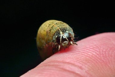 Agrotis ipsilon, kara kılıç-otu, siyah kesme kurdu, yağlı kesme kurdu, selden etkilenmeyen kesme kurdu veya ipsilon dartı, dünya çapında bulunan küçük bir gece kelebeği türüdür.