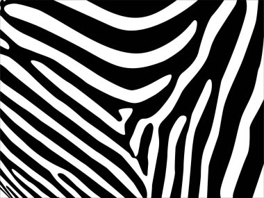 Zebra Motifleri Düzeni. Hayvan Baskısı Serisi. Vektör İllüstrasyonu