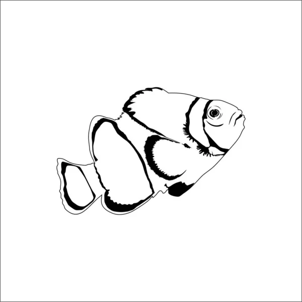 Ocellaris Clownfish Family Pomacentridae Silhouette Logo Graphic Design Element Ilustración — Vector de stock