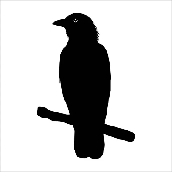 Silueta Crow Para Logotipo Elemento Diseño Gráfico Ilustración Vectorial — Vector de stock