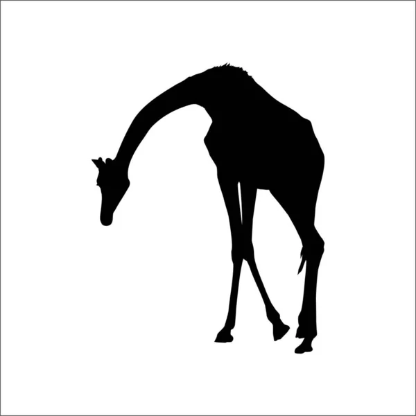 Silhouette Giraffa Logo Elemento Grafico Illustrazione Vettoriale — Vettoriale Stock