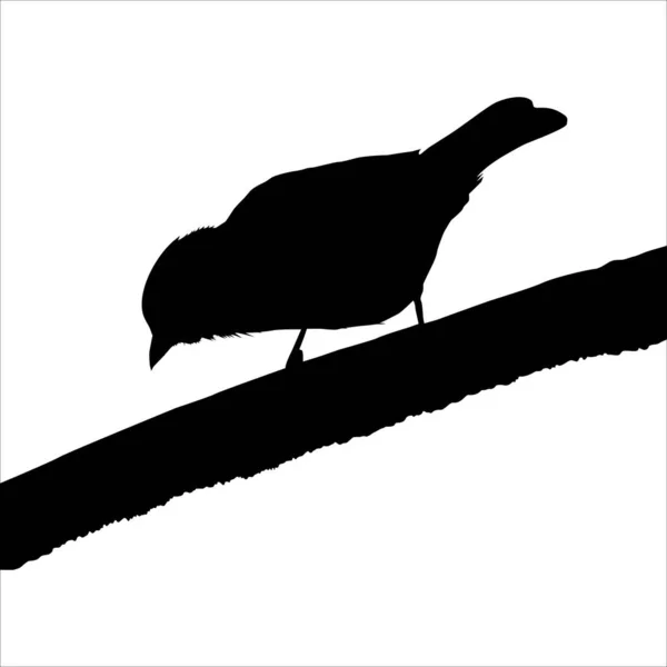 Standing Bird Branch Tree Silhouette Illustration Based Photography Inglés Ilustración — Archivo Imágenes Vectoriales