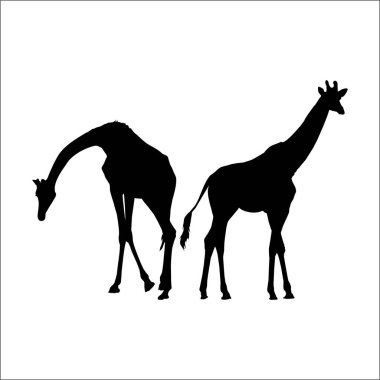 Logo ya da Grafik Tasarım Elementi için bir çift zürafa silueti. Vektör İllüstrasyonu