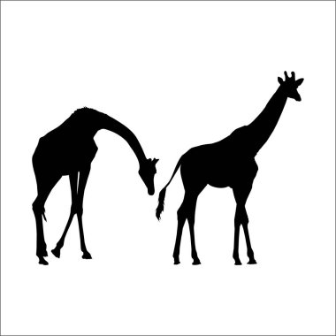 Logo ya da Grafik Tasarım Elementi için bir çift zürafa silueti. Vektör İllüstrasyonu