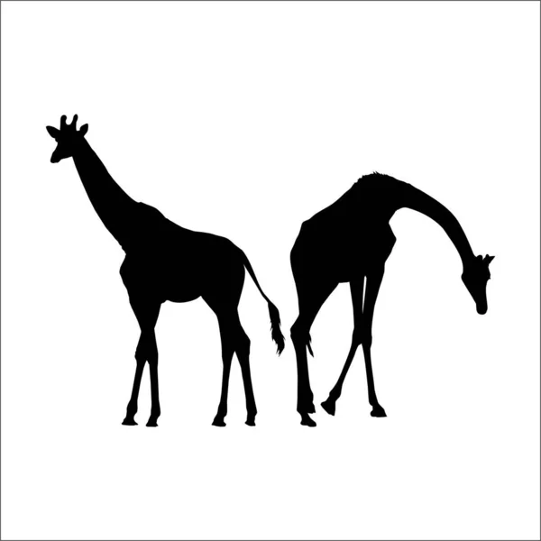 Une Paire Silhouette Girafe Pour Logo Élément Graphique Illustration Vectorielle — Image vectorielle