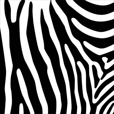 Zebra Motifleri Düzeni. Hayvan Baskısı Serisi. Vektör İllüstrasyonu