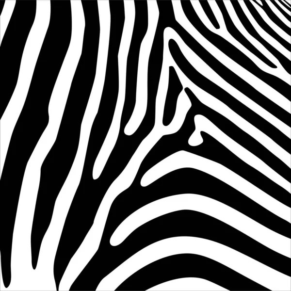 Zebra Motifleri Düzeni. Hayvan Baskısı Serisi. Vektör İllüstrasyonu