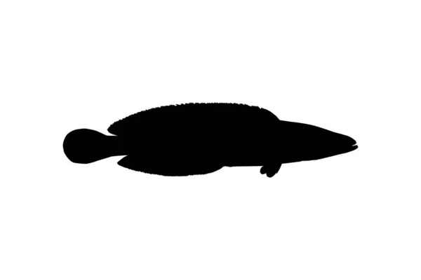 Snake Head Fish Пресноводное Семейство Персиковых Рыб Channidae Силуэт Логотипа — стоковый вектор