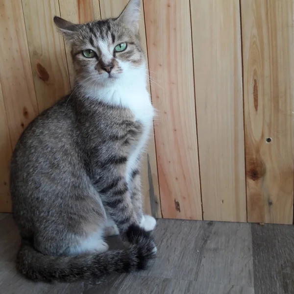 Kucing Ras Warna Abu Putih Sedang Menatap Tajam Arah Kamera — Stok fotoğraf