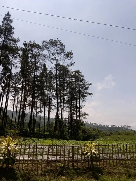 Pemandangan Kebun Dan Pohon Jati Yang Indah Siang Hari — стоковое фото