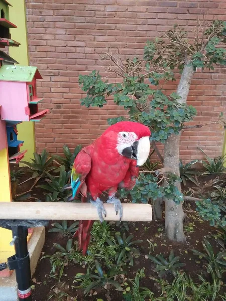 Burung Beo Warna Merah Taman Rekreasi — Stock Photo, Image