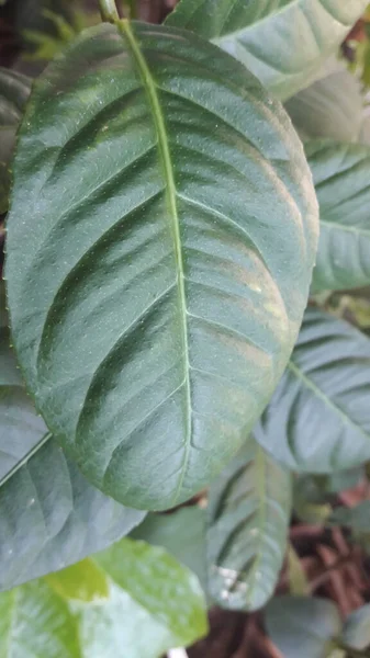 The green lime leaves look beautiful and detailed in close up photos