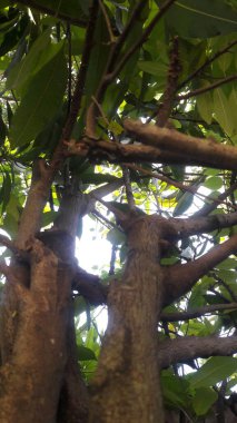 Evin önündeki ağaç gövdesi.