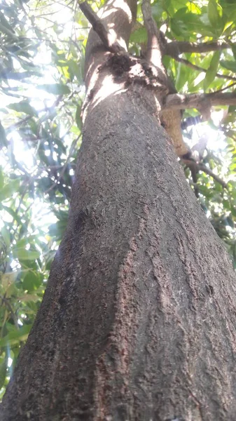 Mangobaum Vor Dem Haus — Stockfoto