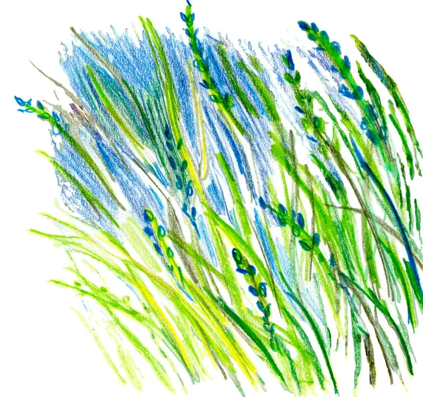 İzole bir arka planda lavanta ve bitki elementleri. Suluboya kalemlerle elle çizilmiş.