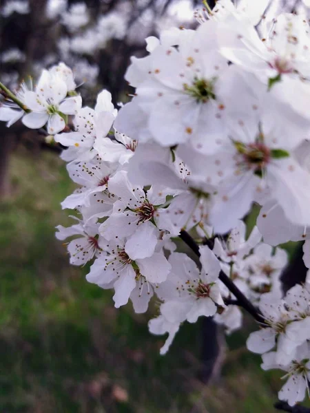 Onunla ormanda tanıştım, çok nazik ve çekiciydi.