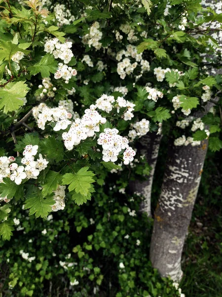 Yaban mersini baharın sonunda açar.