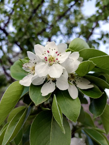 Bir buket çiçek gibi taze.