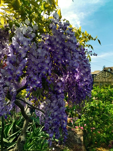 Bahçedeki salkım ağacı