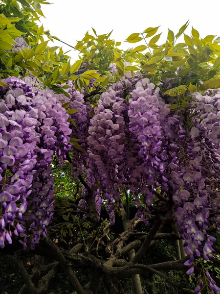 紫藤奇特迷人的外表 — 图库照片