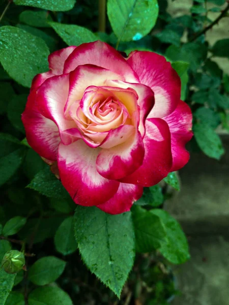 Renkli güllerin özel bir güzelliği vardır.