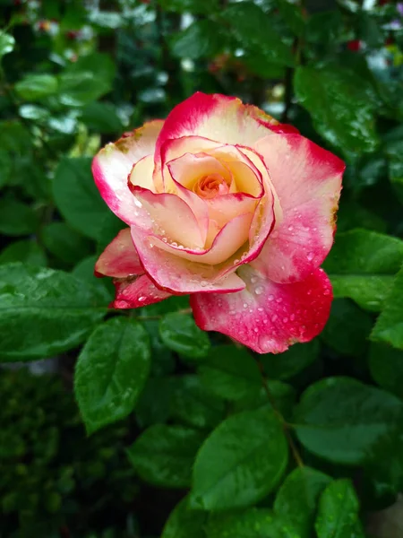 Yeni açılan gül bir yenilik hissi uyandırıyor.