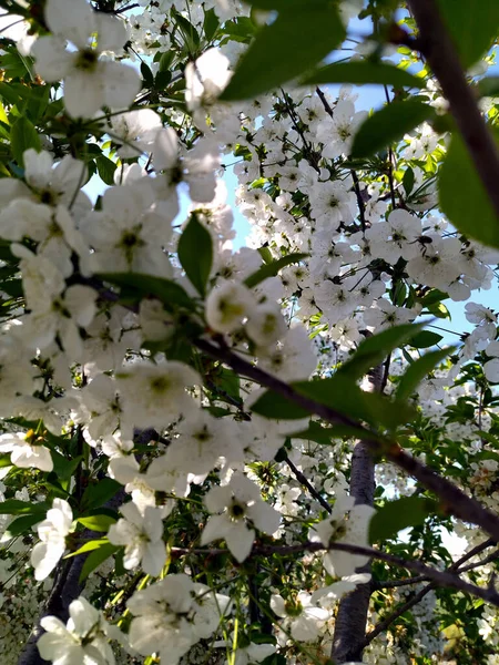 Les Cerisiers Fleurs Préparent Porter Leurs Fruits — Photo