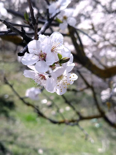 Bu güzellerle temas, iyileştirici bir etki yaratır..