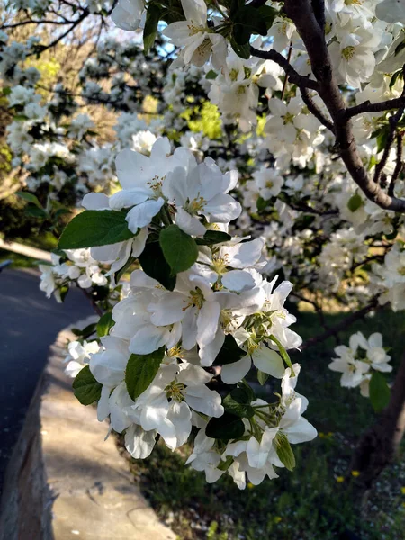Wild Apple Tree Has Flawless Flower — Stock Photo, Image