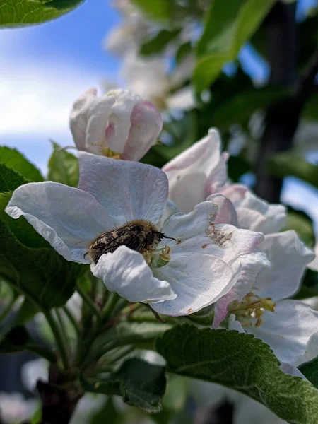 Arılar baharda çalışır.