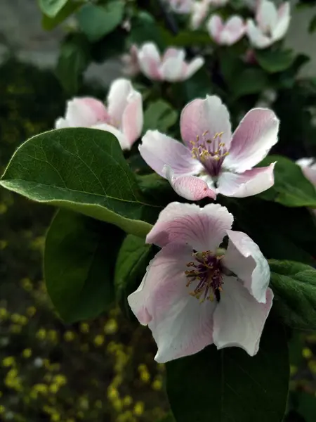 Ayva çiçeği nilüfer çiçeğine benziyor.