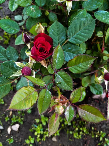 Cüce kırmızı gül de evde yetişiyor.