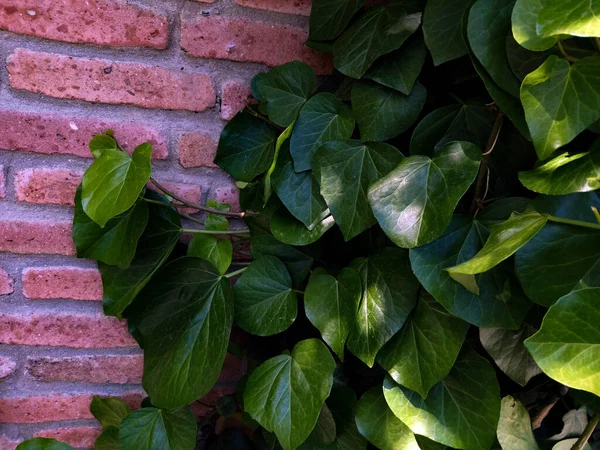 Duvardaki sürünen yapraklar kalp şeklinde.