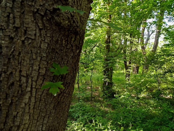  Doğal ve çeşitli duvar kağıtları