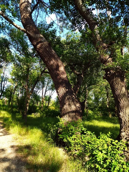 Bahar ormanının parlak renkleri