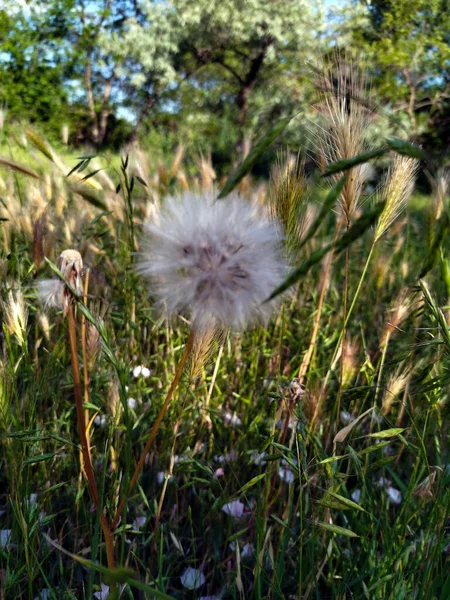  Tarla çiçeklerindeki tüylü karahindiba