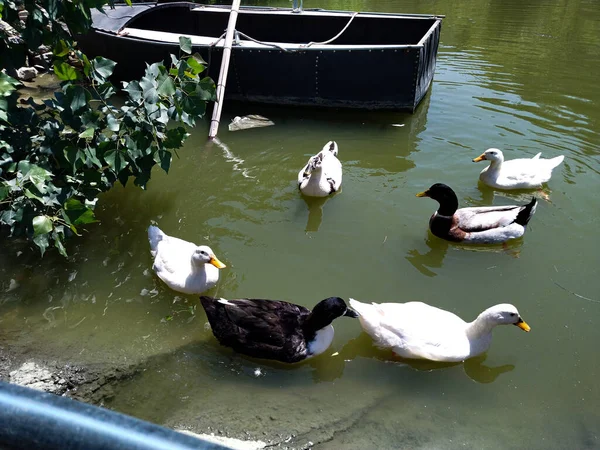 Ördek ve kazlar göl kenarında