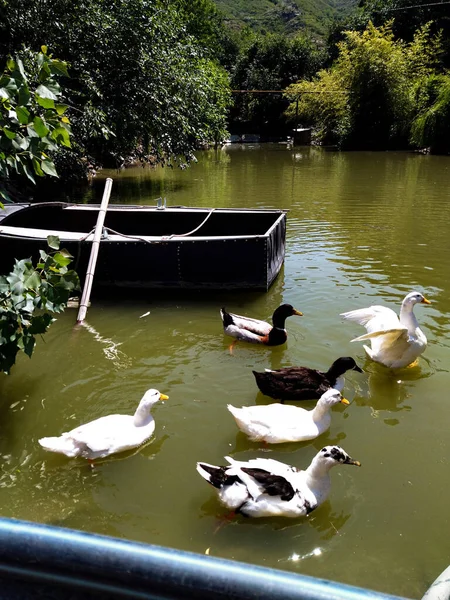 Ördekler ve kazlar komik yaratıklardır.