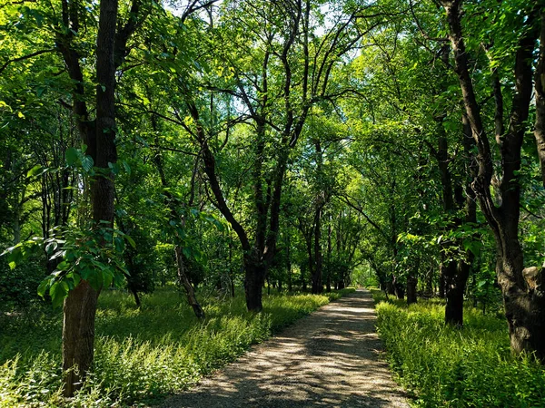 Dut Sokağı çok güzel bir manzara.